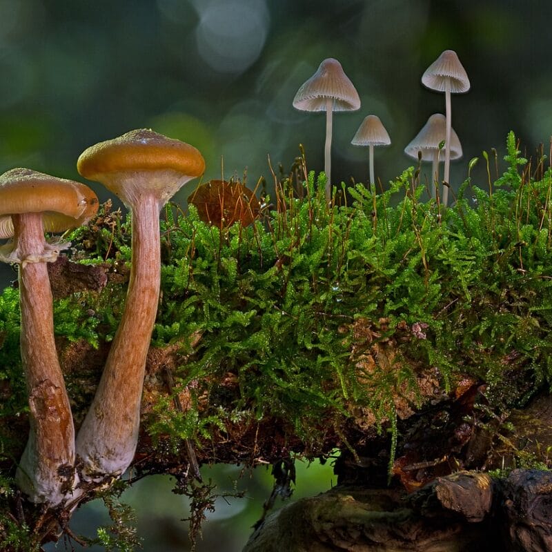 magic mushroom in Canada | Micro Zoomiez Canada