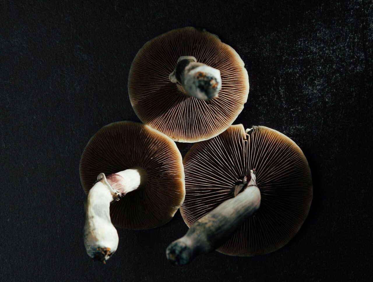 Canada’s Magic Mushroom – Experts Elucidate Why Natural Psilocybin Impacts More Intensely Than Its Laboratory-Created Counterpart